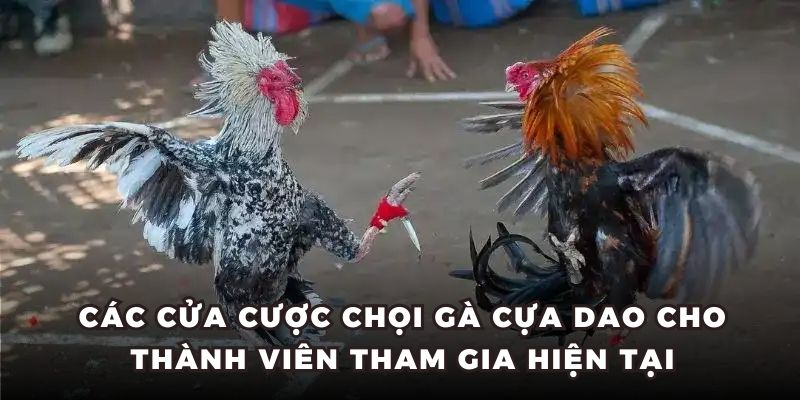 Các cửa cược hiện hành trong đá gà cựa dao cần biết