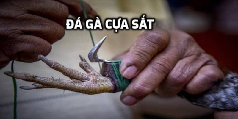 Mẹo cược hiệu quả cao