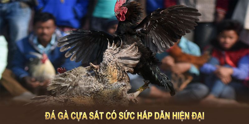 đá gà cựa sắt