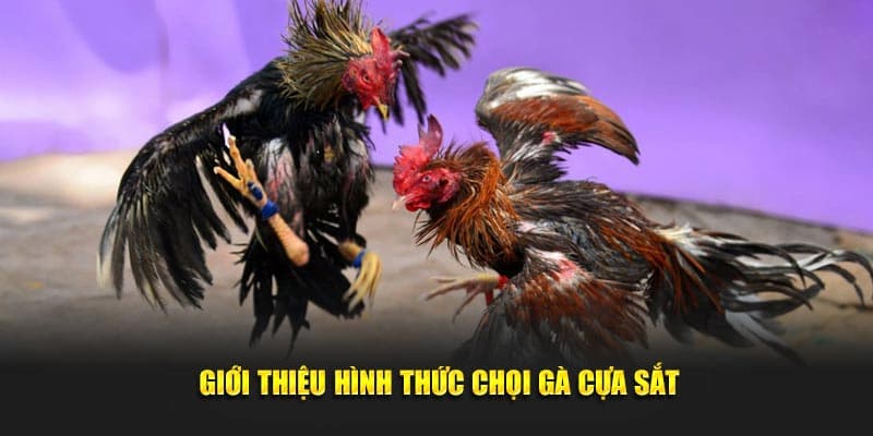 Các ưu điểm của thể loại đá gà này